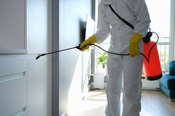 Best Mold Odor Removal Services  in Solon, OH