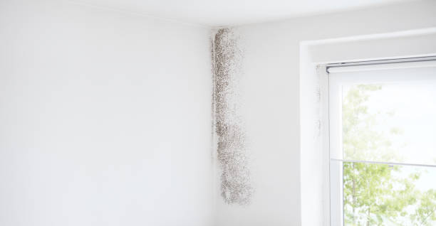 Best Mold Documentation for Insurance Claims  in Solon, OH